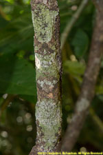 leaf-tailed gecko